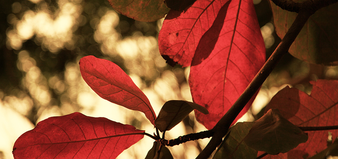 手机号外呼系统